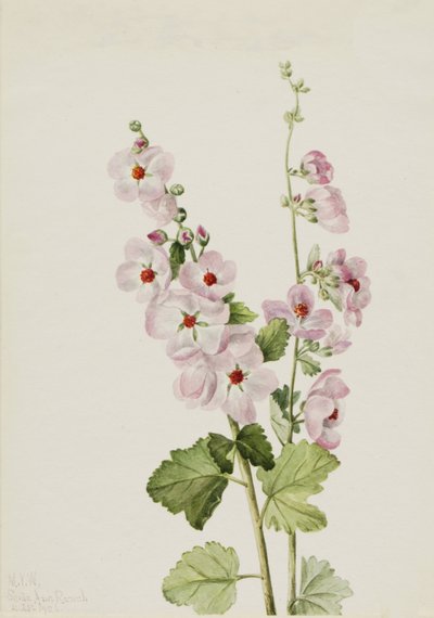 Malva de Ojo Naranja Sphaeralcea davidsonii, 1926 de Mary Vaux Walcott