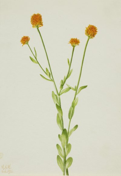 Polígala naranja Polygala lutea de Mary Vaux Walcott
