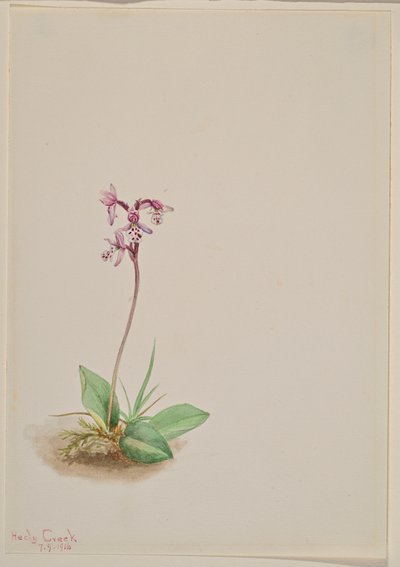 Orquídea Orchis rotundifolia de Mary Vaux Walcott