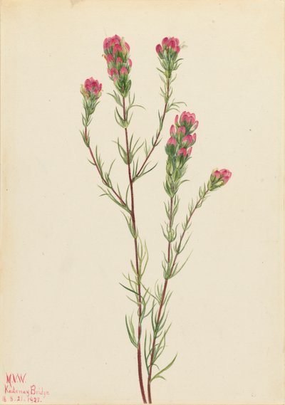 Trébol de búho Orthocarpus tenuifolius, 1923 de Mary Vaux Walcott