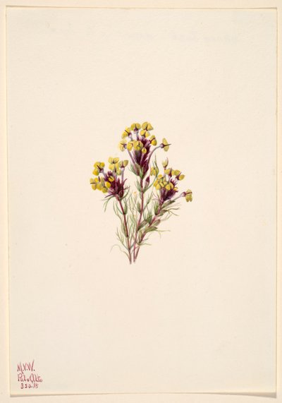 Trébol lechuza (Orthocarpus erianthus) de Mary Vaux Walcott