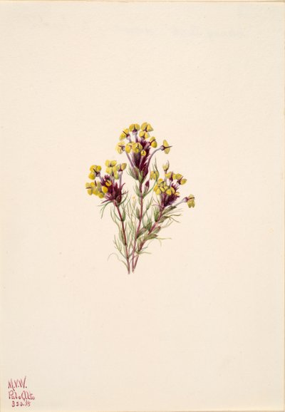 Trébol de búho Orthocarpus erianthus de Mary Vaux Walcott