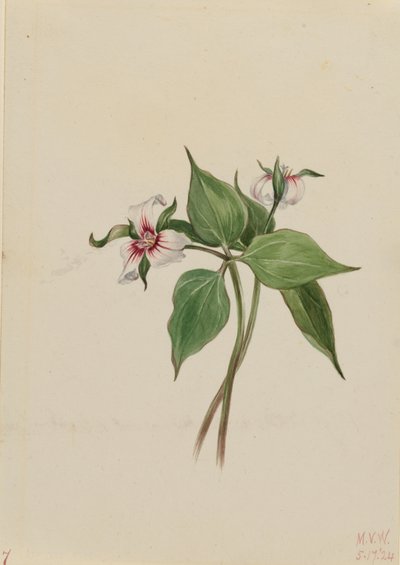 Trillium pintado (Trillium undulatum) de Mary Vaux Walcott