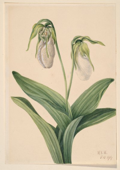 Zapatito de dama pálido (Cypridedium acaule) de Mary Vaux Walcott