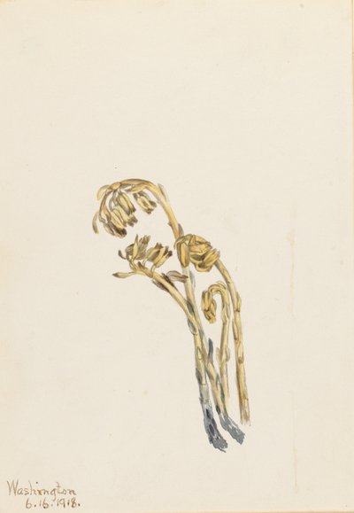Pinosapo pálido (Hypopitys americana) de Mary Vaux Walcott
