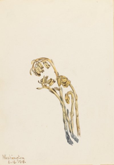 Pinos pálidos Hypopitys americana de Mary Vaux Walcott