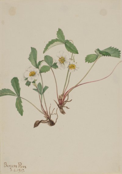 Fresa pálida (Fragaria glauca) de Mary Vaux Walcott