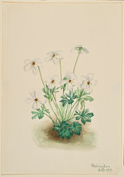 Violeta pensamiento (Viola pedata) de Mary Vaux Walcott