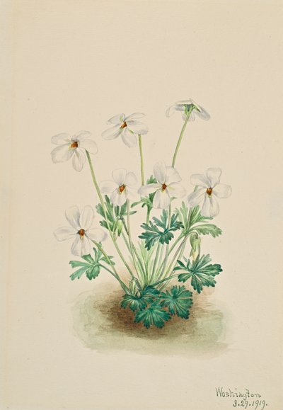 Pensamiento Violeta Viola pedata, 1919 de Mary Vaux Walcott