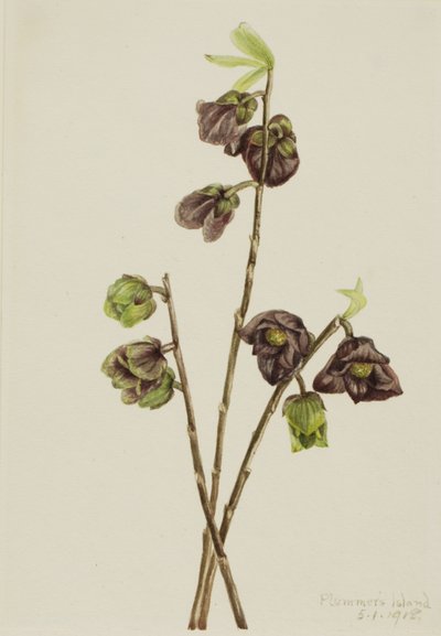 Asimina triloba, 1918 de Mary Vaux Walcott