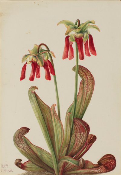 Sarracenia psittacina (Sarracenia psittacina) de Mary Vaux Walcott
