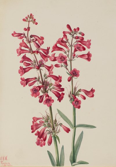 Penstemon de Parry Penstemon parryi, 1927 de Mary Vaux Walcott