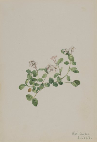 Arándano perdiz (Mitchella repena) de Mary Vaux Walcott