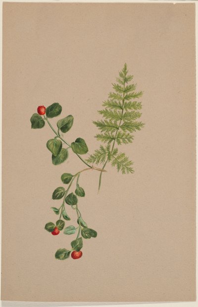 Arándano perdiz (Mitchella repens) de Mary Vaux Walcott