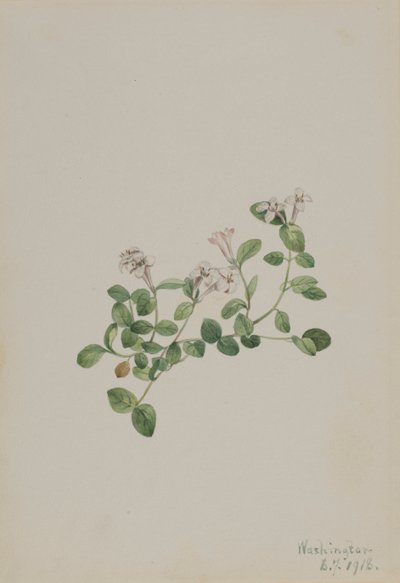 Mitchella repena, 1918 de Mary Vaux Walcott
