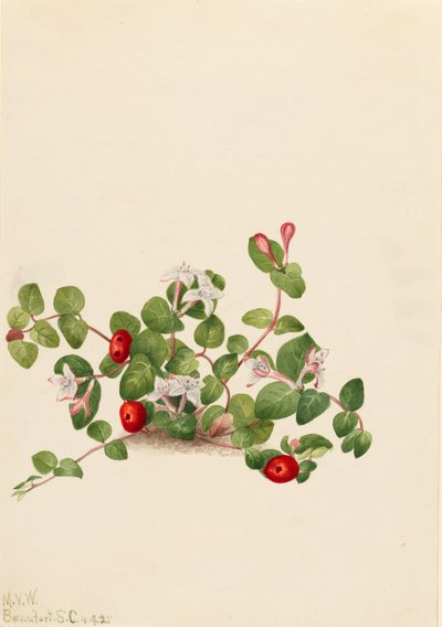 Partridgeberry Mitchella repens, 1925 de Mary Vaux Walcott