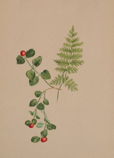 Partridgeberry Mitchella repens, ca. 1883 de Mary Vaux Walcott