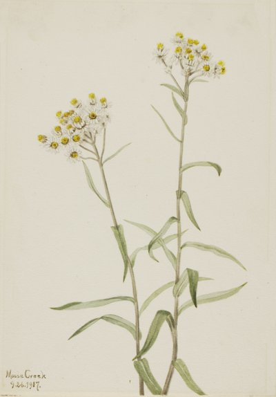 Perla Eterna Anaphalis margaritacea, 1917 de Mary Vaux Walcott