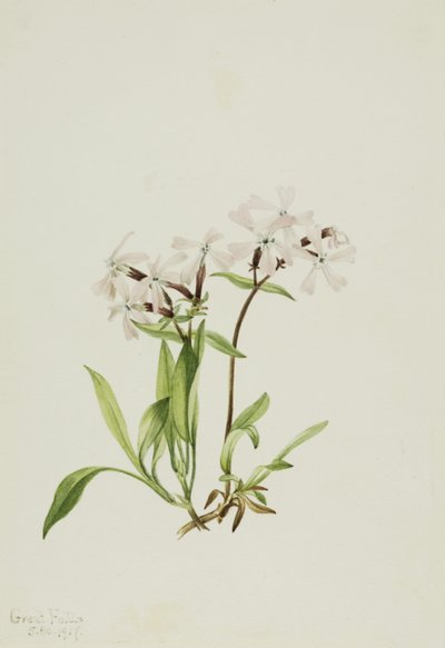 Peatpink (Silene caroliniana) de Mary Vaux Walcott