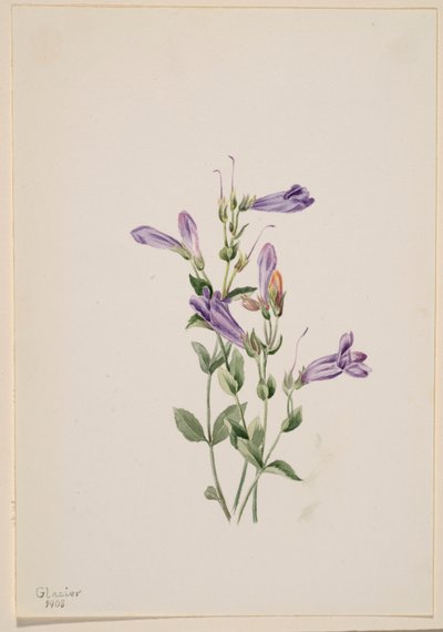 Penstemon (Penstimon fruiticosus) de Mary Vaux Walcott