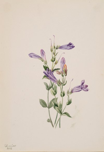 Penstemon Penstimon fruiticosus de Mary Vaux Walcott