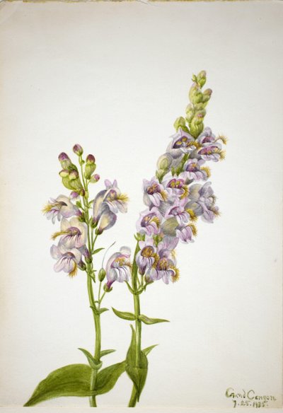 Pentstemon (Pentstemon macranthus) de Mary Vaux Walcott