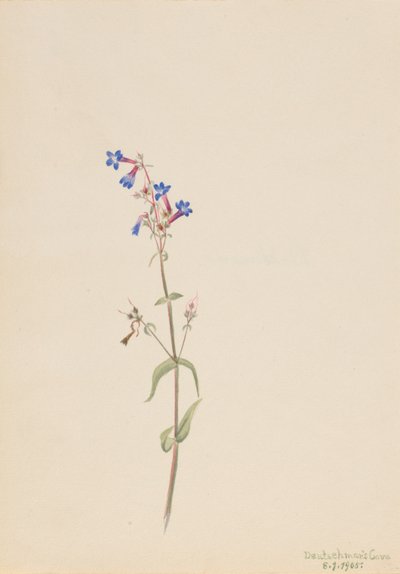 Pentstemon (Pentstemon procerus) de Mary Vaux Walcott
