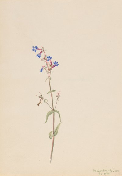Pentstemon Pentstemon procerus de Mary Vaux Walcott