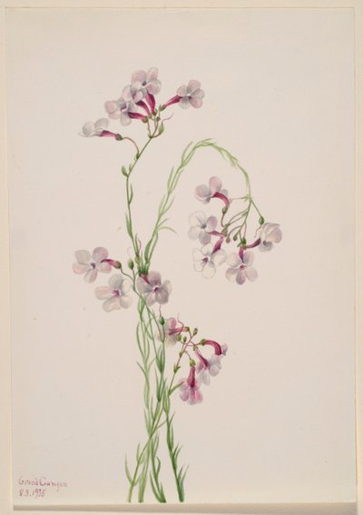 Pentstemon ambiguus de Mary Vaux Walcott
