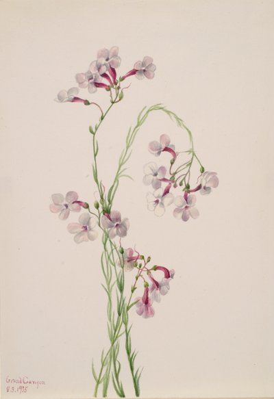 Pentstemon ambiguus, 1935 de Mary Vaux Walcott