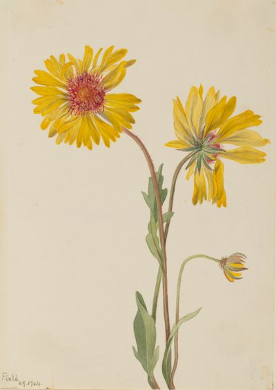 Gaillardia perenne (Gaillardia aristata) de Mary Vaux Walcott