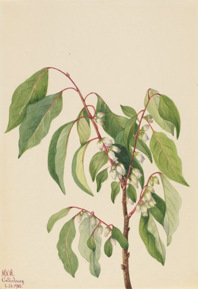 Caqui Diospyros virginiana, 1932 de Mary Vaux Walcott