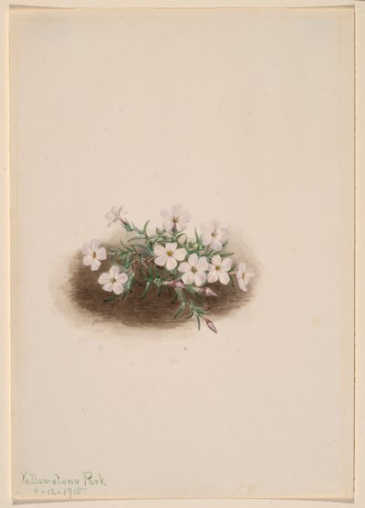 Phlox de Mary Vaux Walcott