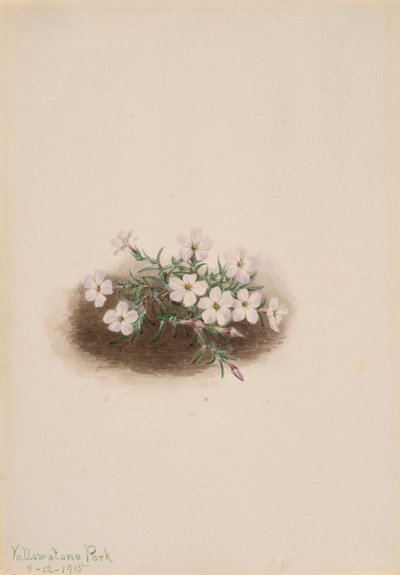 Phlox, 1915 de Mary Vaux Walcott