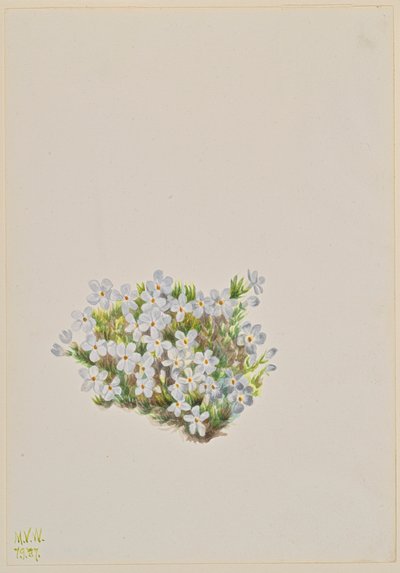 Phlox Phlox caespitosa, 1937 de Mary Vaux Walcott