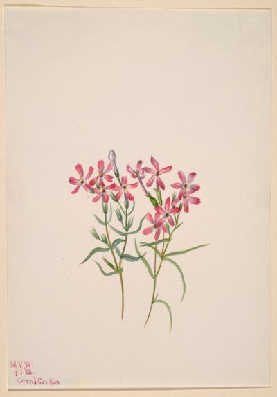 Phlox stansburyi de Mary Vaux Walcott