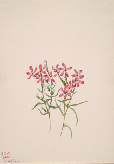 Phlox stansburyi, 1938 de Mary Vaux Walcott