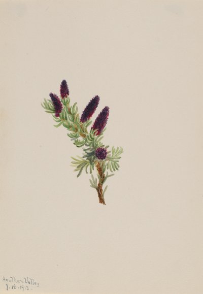 Picea engelmanni de Mary Vaux Walcott
