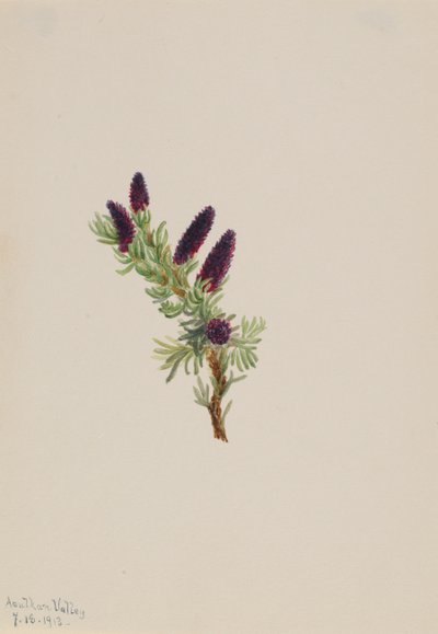 Picea engelmanni, 1913 de Mary Vaux Walcott