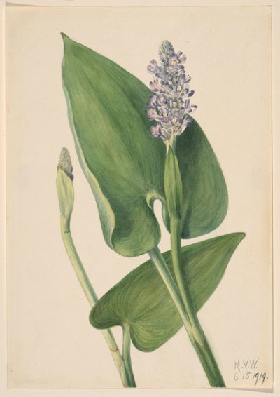 Hierba de los pantanos (Pontederia cordata) de Mary Vaux Walcott