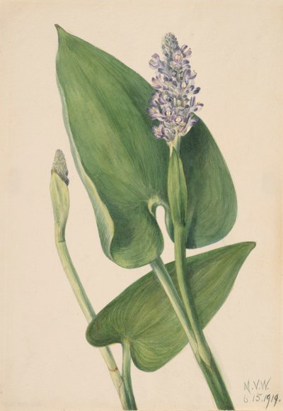 Pontederia cordata, 1919 de Mary Vaux Walcott