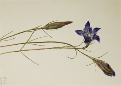 Genciana de Pinar Gentiana porphyrio, 1923 de Mary Vaux Walcott