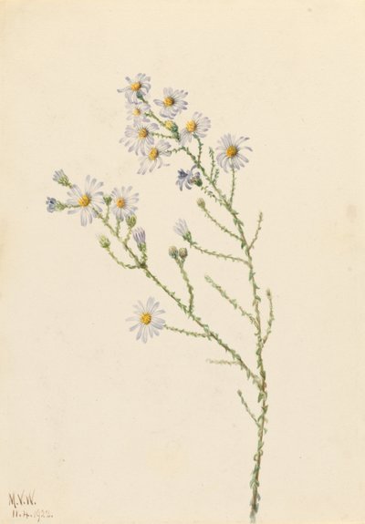 Aster squarrosus (Aster squarrosus) de Mary Vaux Walcott