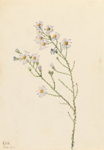 Aster de Pineland Aster squarrosus, 1922 de Mary Vaux Walcott