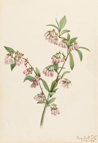 Arándano de pino Vaccinium tenellum, 1918 de Mary Vaux Walcott