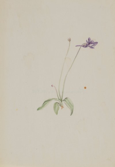 Pinguicula vulgaris de Mary Vaux Walcott