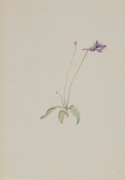 Pinguicula vulgaris, ca. principios de 1930 de Mary Vaux Walcott