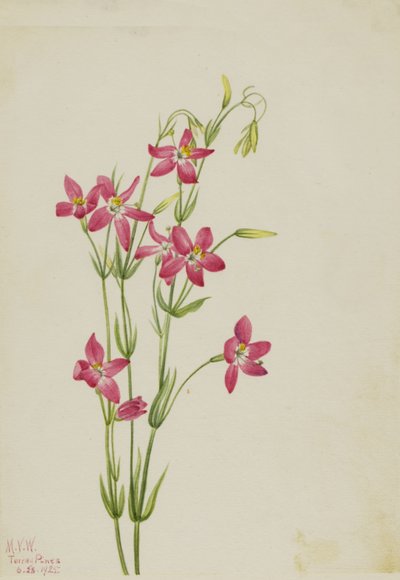 Centaurium rosa Centaurium venustum, 1925 de Mary Vaux Walcott