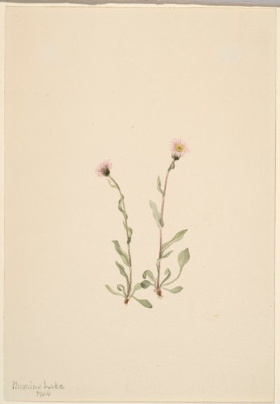 Florecilla rosada (Erigeron jucundus) de Mary Vaux Walcott