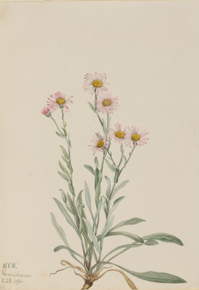 Erigeron caespitosus rosado de Mary Vaux Walcott